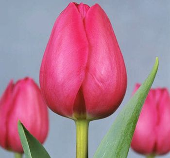 Don Quichotte Tulip